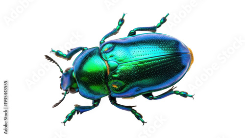 Billede på lærred Isolated Jewel beetle close-up shows iridescent shell, a colorful, shiny insect