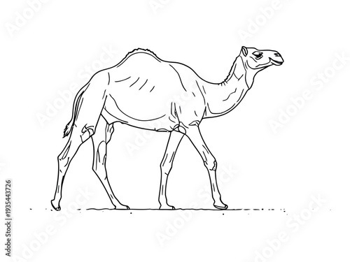 A camel standing in profile view