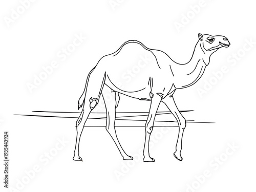 A camel standing in profile view