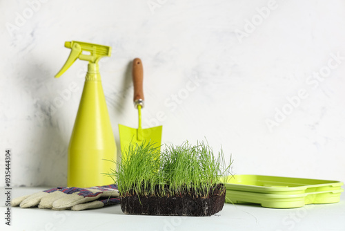 Soil with fresh green wheat...