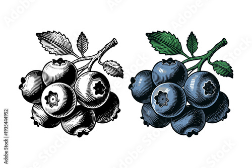 Bunches of blueberries drawn in detailed hand-drawn style, shown in black and color on white background, concept of botanical illustration