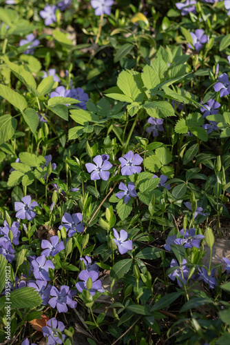 violet flowers in the garden. periwinkle blooming in the forest. forest landscape in spring. flowers blooming in the spring forest