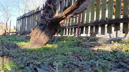 Old fallen tree trunk beside rustic wooden fence in rural countryside yard