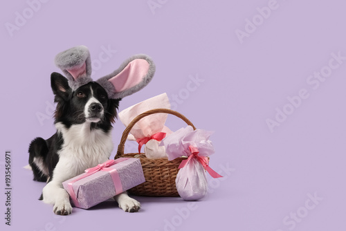 Border Collie dog in bunny ...