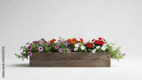 Rustic wooden flower box with colorful summer flowers against white background. Gardening decoration design for home and garden.