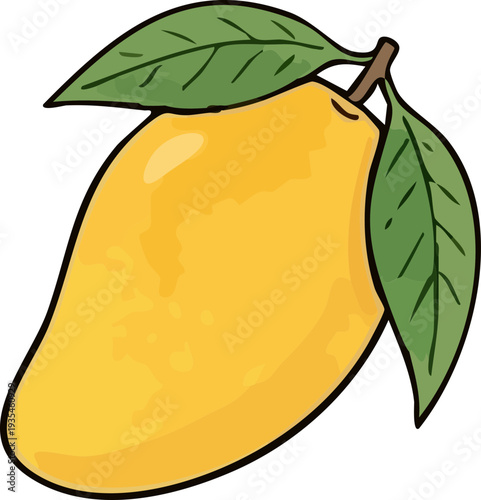 vector illustration of a mango