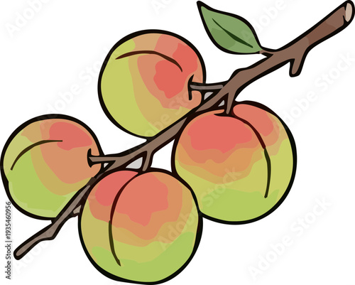 vector illustration of peaches ume