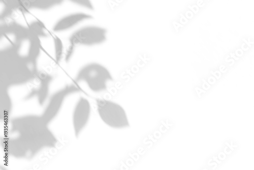 Fotografía shadow overlay effect of natural tree leaves shadow over on white wall backgroun