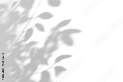 Fotografie shadow overlay effect of natural tree leaves shadow over on white wall backgroun