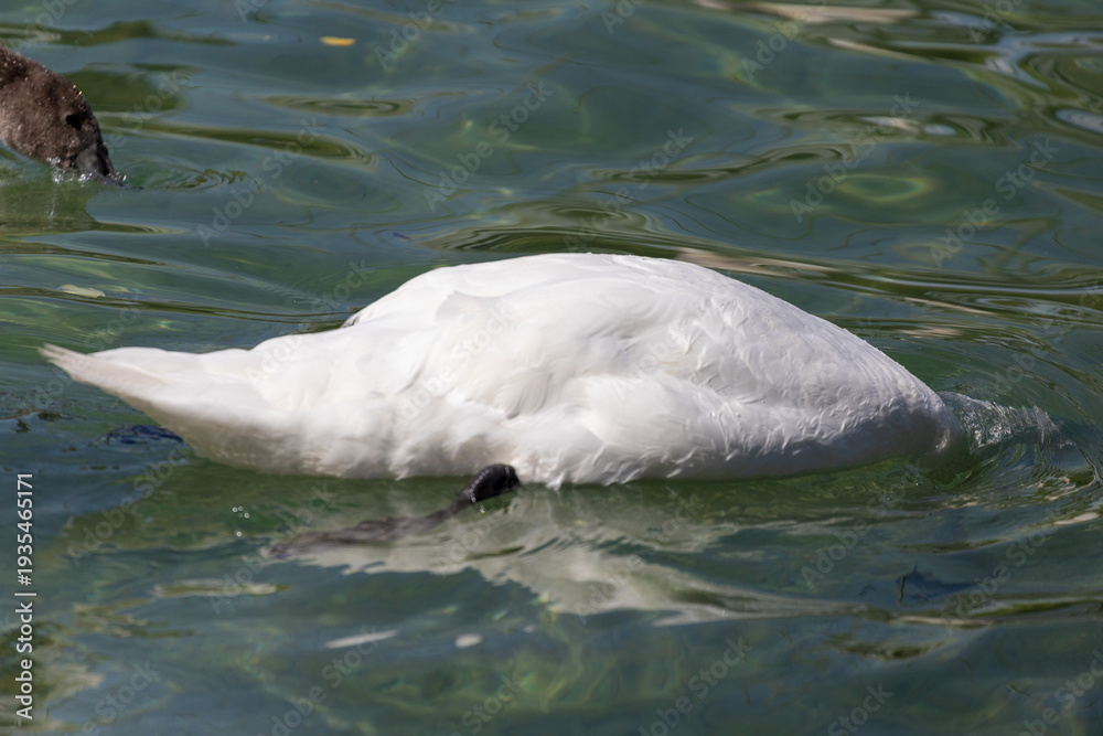 Obraz premium White swan rests peacefully in calm green water. Gentle ripples surround its sleek feathers. Perfect for nature, wildlife, or tranquil background themes