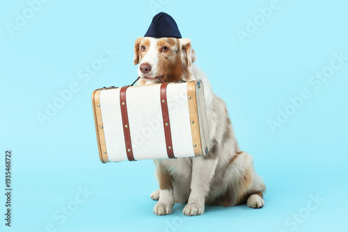 Cute Australian Shepherd do...