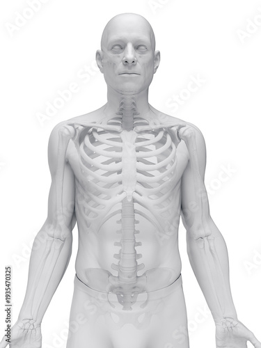 A Detailed 3D Depiction Of The Skeletal System Of A Male