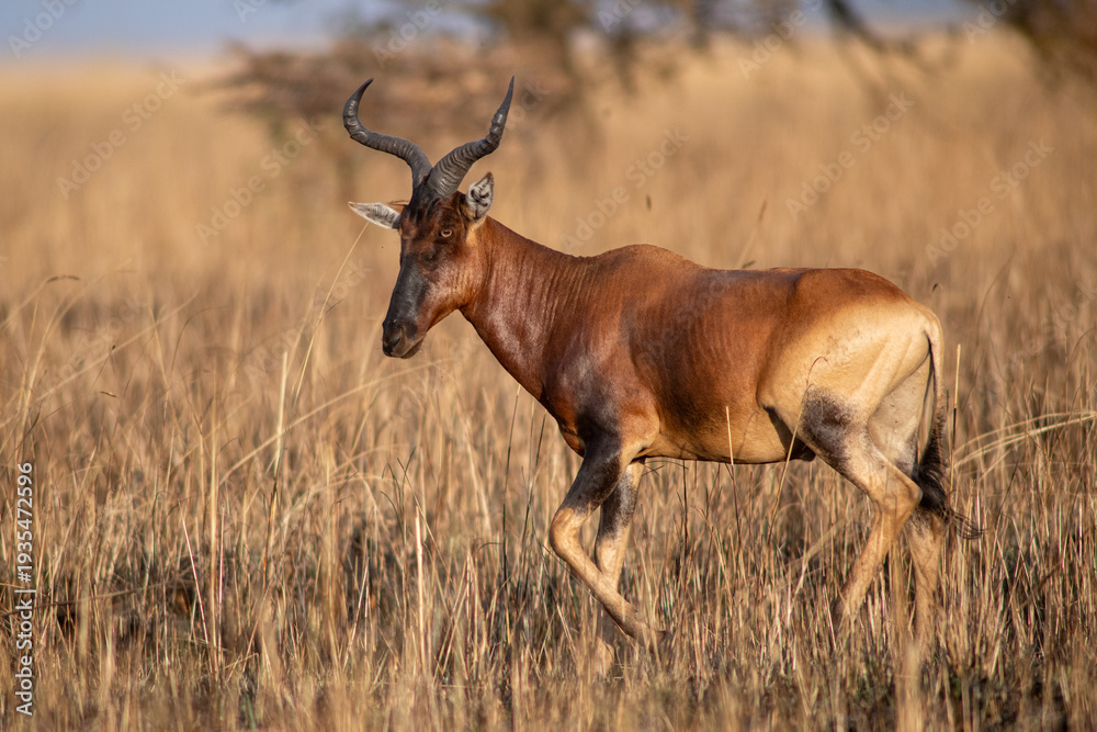 Obraz premium Swayne's hartebeest