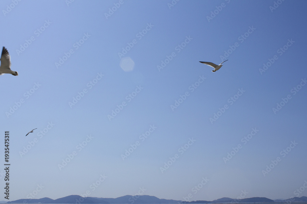 Fototapeta premium Blue sky and flying seagulls