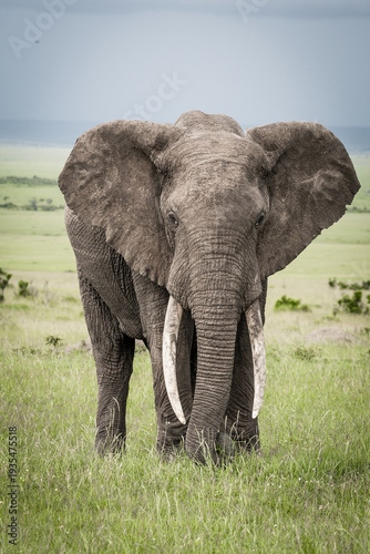 Afrikanischer Elefant (Loxodonta africana) auf Wanderung, Masai Mara National Reserve