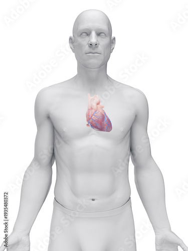 Illustrated 3D Model Showing The Heart Of A Male