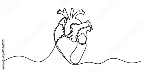Continuous line drawing of an anatomical human heart on a simple white background for medical use. Vector, illustration