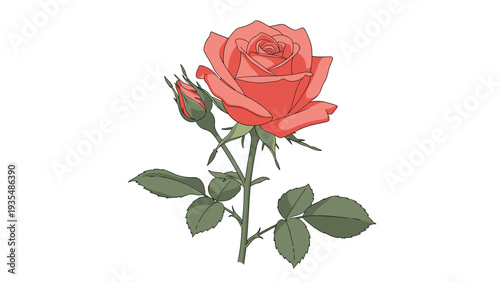 Beautiful single red rose with a partially opened bud and green leaves isolated on a white background for romantic floral illustrations.