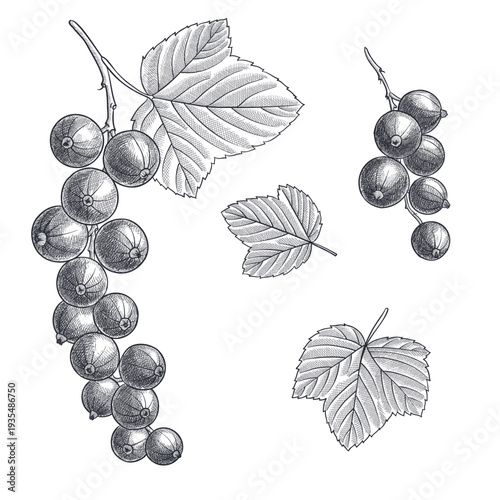 vector drawing black currant berries and leaves isolated at white background, hand drawn illustration