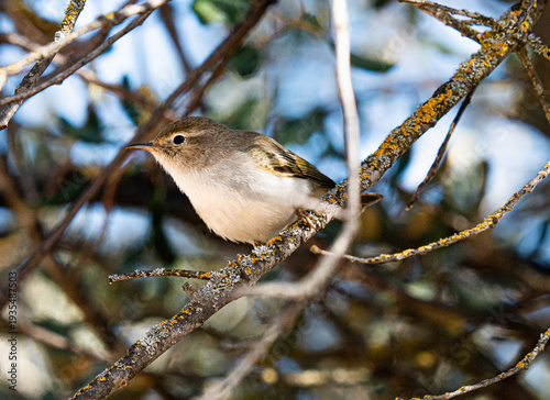 Bonelli's warbler, mosquitero papialbo en una rama de árbol,  Phylloscopus bonelli