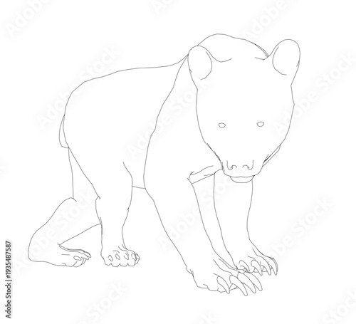 Detailed black and white contour drawing of a bear on a clean white background. The illustration features realistic shading in its fur and detailed eyes, nose, and mouth.
