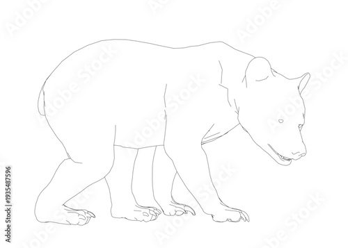 A realistic black and white contour drawing of a bear with an alert expression. Its detailed fur, wide eyes, and curled tail are clearly defined on a plain white background.