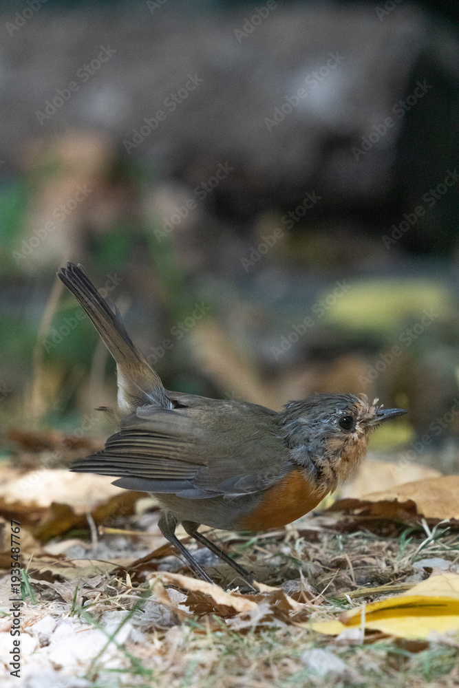 Fototapeta premium petirrojo europeo, european robin, erithacus rubecula, bird, pájaro 