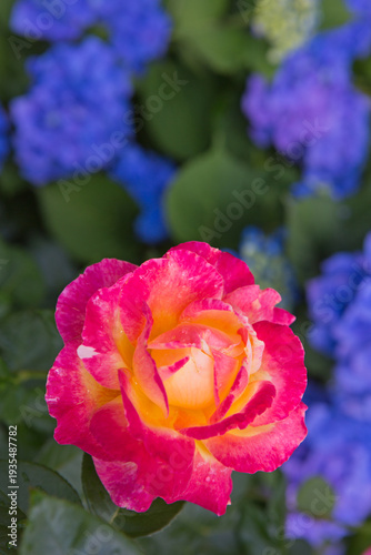 Mother's Day card with Pink rose flower in home garden.