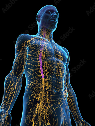 A Detailed 3D Depiction Of The Nervous System Of A Male