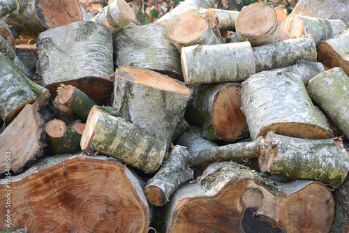 Pile of uncut birch firewood stacked outdoors. Natural birch logs with white bark in a wood heap, unprocessed and unsplit. Renewable heating material for fireplace, stove, or winter fuel supply.