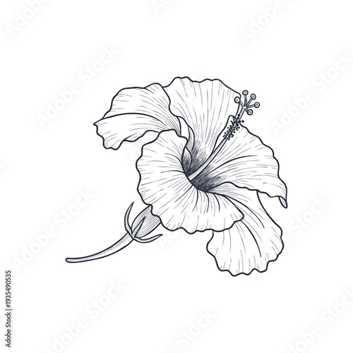 vector drawing hibiscus flower isolated at white background, hand drawn illustration, floral element