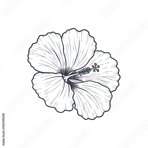 vector drawing hibiscus flower isolated at white background, hand drawn illustration, floral element