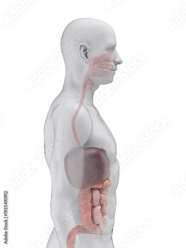 A Detailed 3D Depiction Of The Digestive System Of A Male