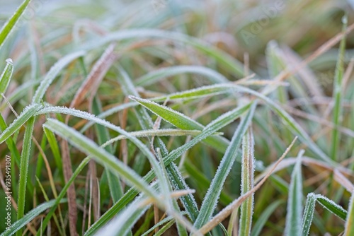 Morning frost on clovers close up at winter morning, frost crystals on edge of clover leaves