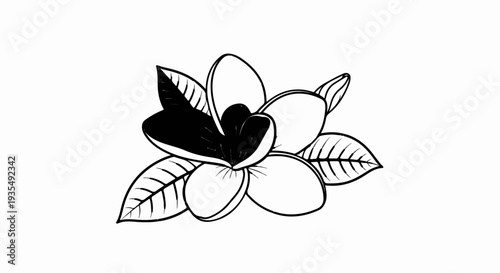 A black and white sketch of a blooming flower with its leaves