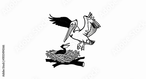 A mother pelican descends to her chick waiting in a twig nest