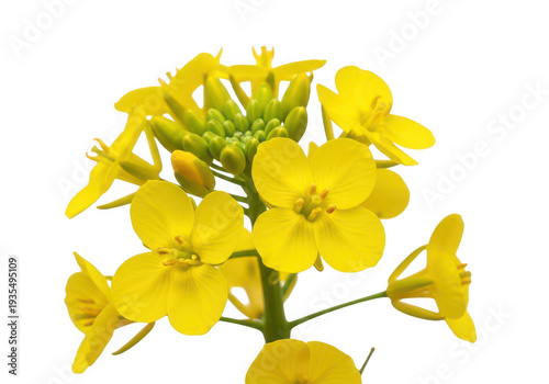 A cluster of vibrant yellow rapeseed flowers detailed and isolated on transparent background