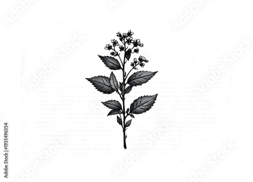 Vintage Botanical Print. A single herbarium page featuring one pressed plant specimen with stem, leaves, and