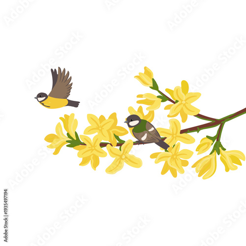 vector drawing bird, great tits at spring flowering forsythia branch with yellow flowers and green leaves, hand drawn wildlife illustration