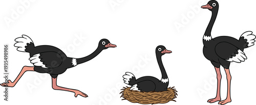 Flat vector set of black ostriches featuring a running ostrich one sitting in a nest and a standing bird