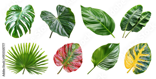 PNG Vibrant tropical leaves collection on transparent background