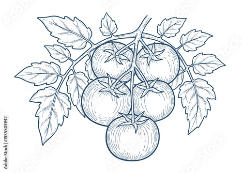 Vintage line art illustration of tomatoes on vine with leaves etched style natural food harvest