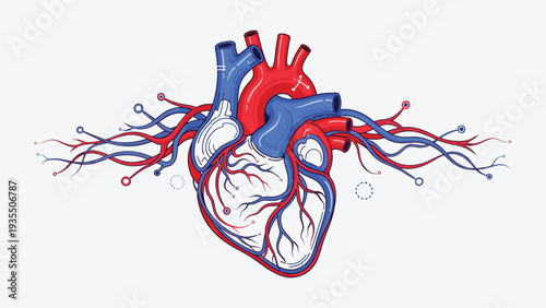 Human heart medical illustration with detailed internal anatomy and connecting vessels provides a clear view of cardiovascular health.