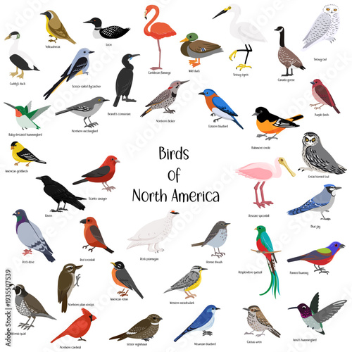 vector drawing birds of , hand drawn illustration, isolated nature design elements