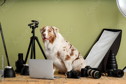Cute Australian Shepherd do...