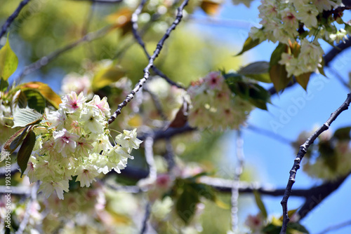 御衣黄 ギョイコウ 黄緑色の桜