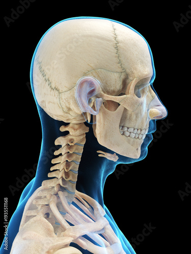 Canvastavla A Detailed 3D Depiction Of The Head Bones Of A Male