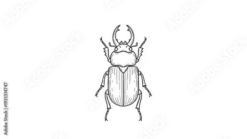 Hand Drawn Scarab Beetle Illustration