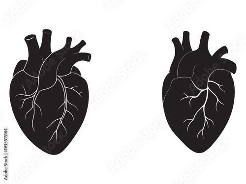 Anatomical heart illustrations in black silhouette with white veins and arteries on white background for medical and educational purposes  human heart structure