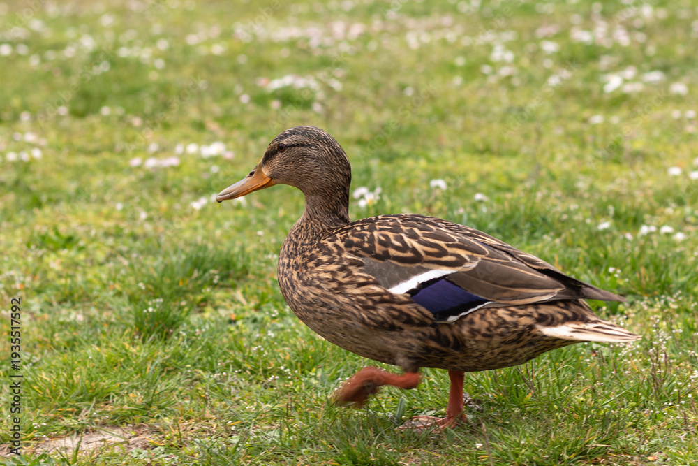 Obraz premium Female mallard duck (Anas platyrhynchos) walking on grass